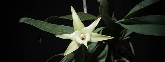 https://commons.wikimedia.org/wiki/File:Angraecum_sesquipedale_Thouars,_Hist._Orchid.-_66_(1822)_(25468705638).jpg