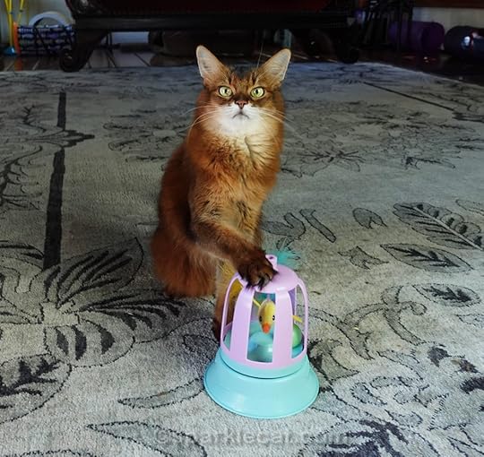 Somali cat with her paw on the cat toy