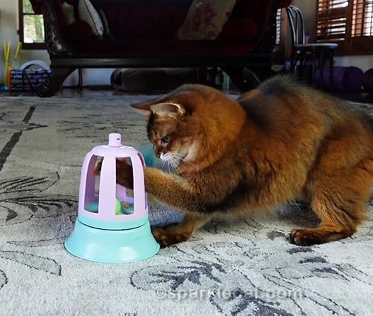 Somali cat playing with the cat toy