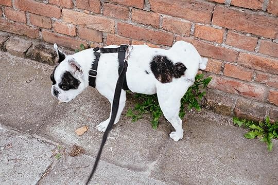 white and black short coated dog