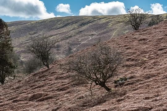 Abergwesyn Common, Powys, where a huge blaze destroyed peat restoration work