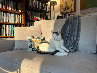 Cat on a couch with stripe of shaow and light. Books on shelves viisble in the background.