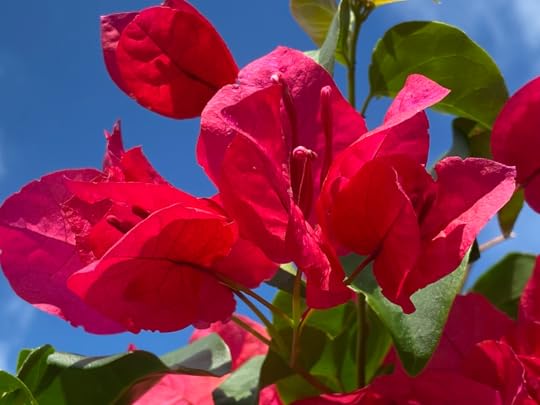 Close-up of fuchsia blossoms against a blue sky. The blossoms glow vivid fuchsia against the deep clear blue, dazzling.