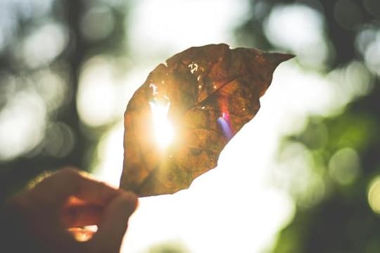 Current image: person holding brown leaf