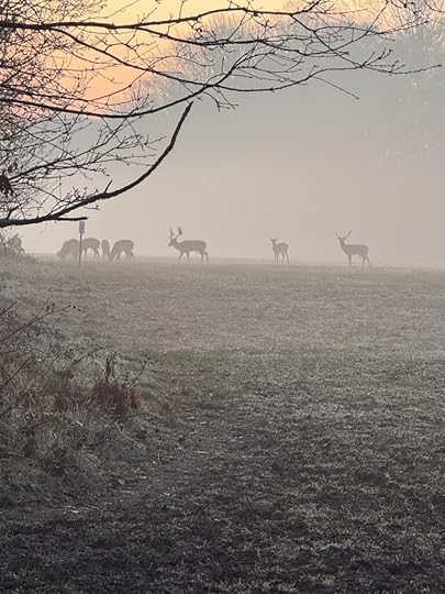 Picture shows a herd of Fallow Deer on misty morning.