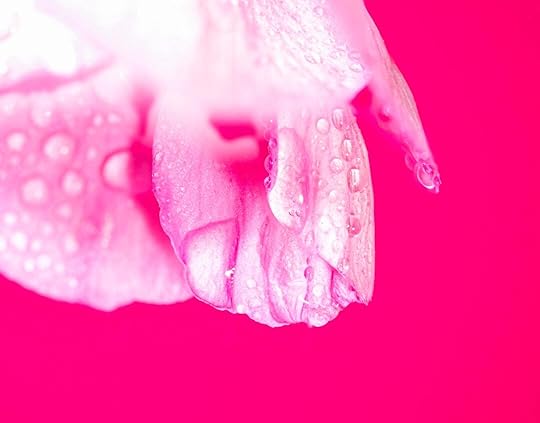 A pink flower with water droplets on it