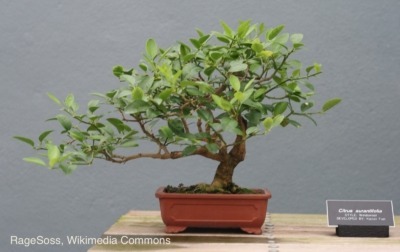 Bonsai Key lime tree