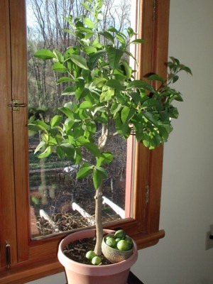 My Key lime tree