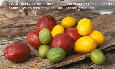 Selection of native lime hybrids