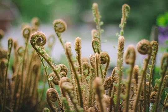 focus photography of green fern plants.Photo by Nikita Tikhomirov on Unsplash
