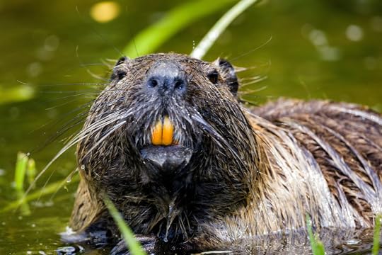 Nutria, wet fur and orange teeth, in water among green reeds.