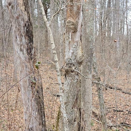 An image of a bare trees and a forest floor strewn with fallen leaves. In the middle of the image, well camouflaged by its mottled brown and white feathers, is a barred owl sitting on a thin tree limb.