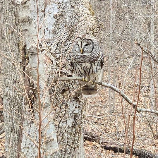 A zoomed in image of the barred owl sitting on a tree limb. The owl appears to be looking down at something below it.