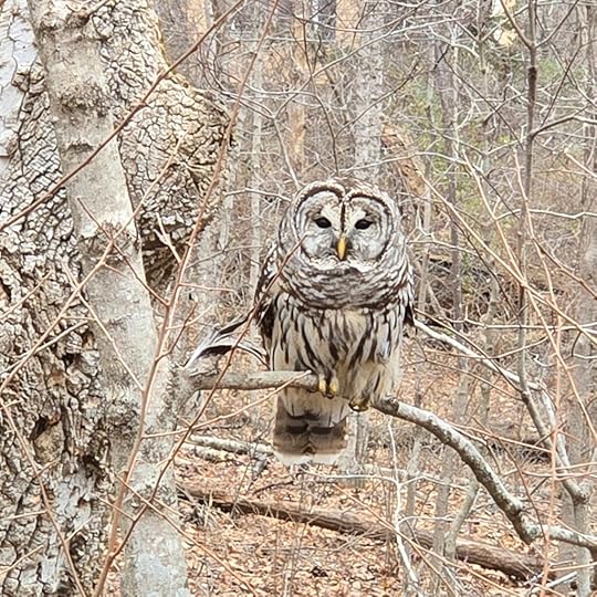 A more zoomed in image of the barred owl sitting on a tree limb. It's looking straight at the camera with its large, black eyes as though curious about who is watching it.