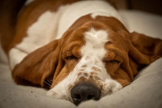 A basset hound dog sleeping peacefully on a soft surface.