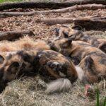 Three Painted Dogs napping at the Oregon Zoo