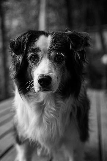 grayscale photo of border collie