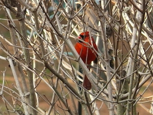 Male Cardinal in winter shrub
