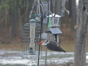 Pileated on suet in winter