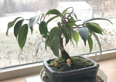 My bonsai, 7 years old