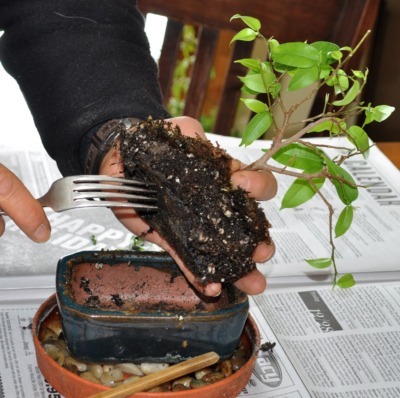 Teasing out roots of bonsai
