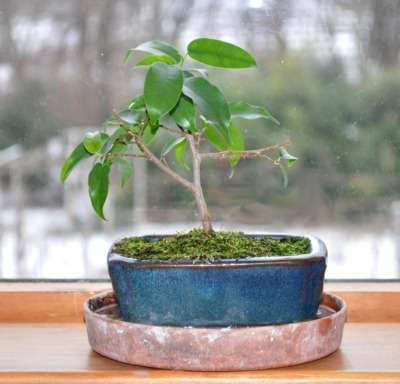 Bonsai when young