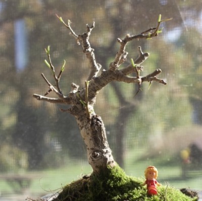 Pruned and repotted bonsai