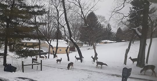 13-Girls-looking-for-their-Honey-Locust-Bean-Pods