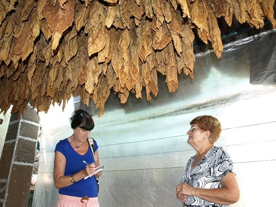 Drying tobacco leaves on La Palma, Canary Islands