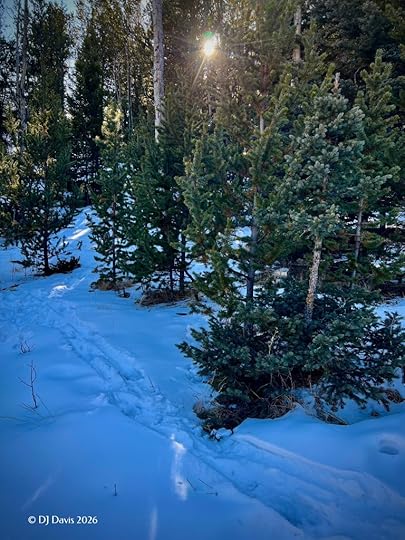sun shining through trees in the snow