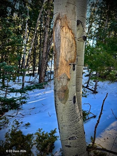 marks from elk feeding on aspen trees