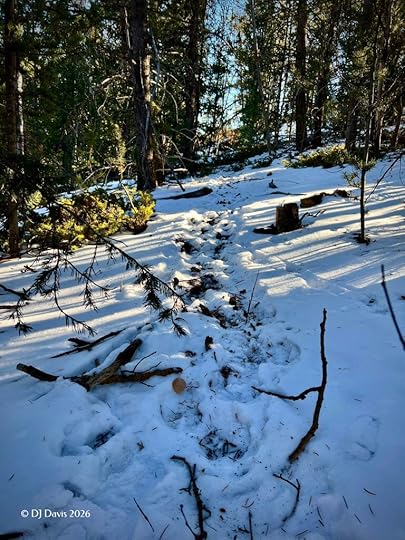 Elk trail in the snow
