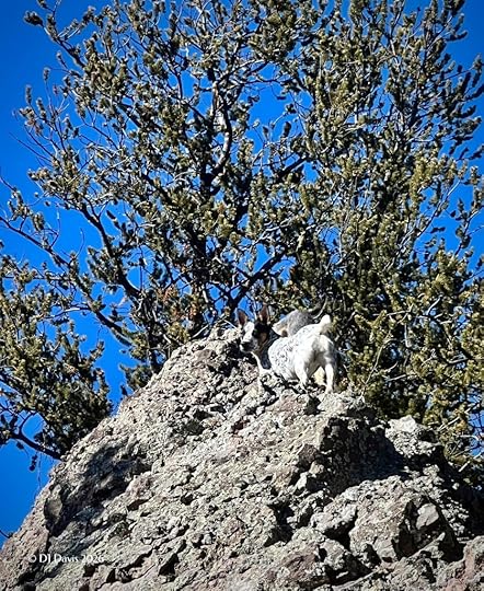 Dog on rocks with a Bristlecone Pine
