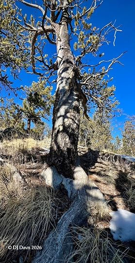 Bristlecone Pine Tree