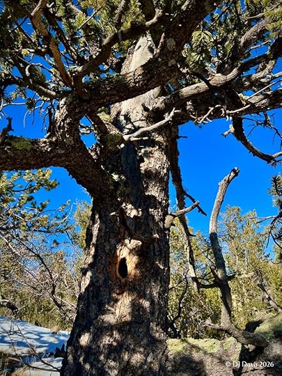 Bristlecone Pine with nest hole in the trunk