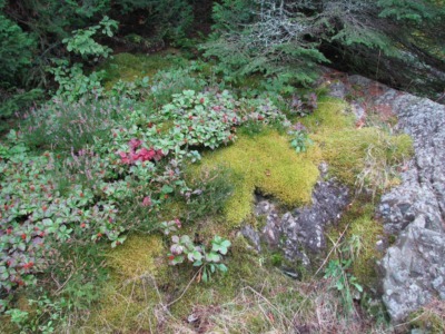 Wild wintergreen in Maine