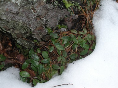 Nonfruiting wintergreen in snow