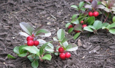 Macrocarpa, wintergreen planted as ornamental, Bryn Mawr