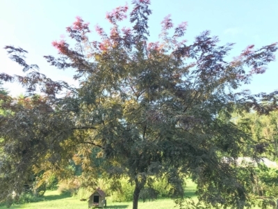 Ruby Lace honeylocust