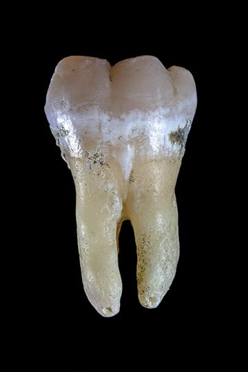 a close-up of a bone