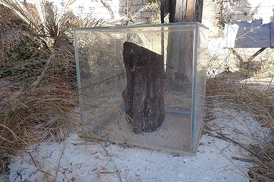 שרידי עץ הברוש שנטע הרצל ועל שמו נקרא מתחם ארזה, למרות שהסתבר שהוא לא ארז. העץ מוזכר ברומן (צילום מוויקיפדיה קומונס)