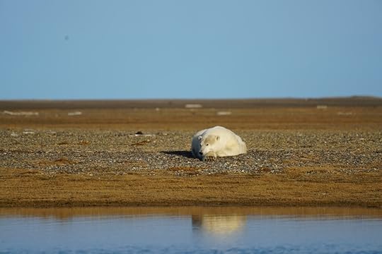 A polar bear resting on a sandy beach with a calm body of water nearby and a clear blue sky overhead.