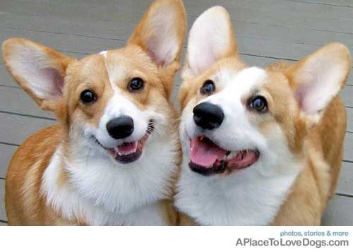 This may contain: two brown and white dogs sitting next to each other