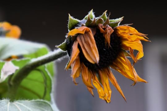 Image: a wilting sunflower sags on its stalk