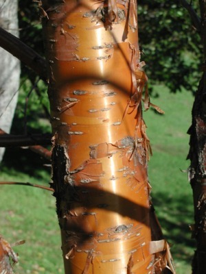 Bark of paperbark maple
