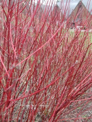 Red twig dogwood bark in winter