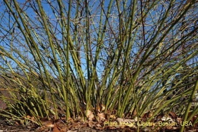 Kerria japonica bark
