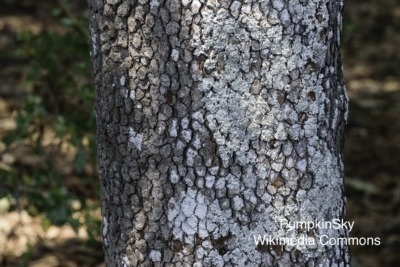 Dogwood bark