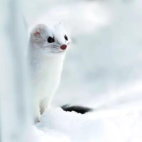 An ermine with a white winter fur coat peaking out from the snow. 