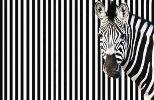 Photograph of a zebra blending into a background of black and white stripes, illustrating the 